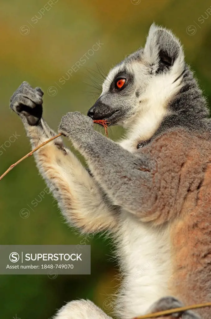 Ring-tailed Lemur (Lemur catta), native to Madagascar, in captivity, North Rhine-Westphalia, Germany, Europe