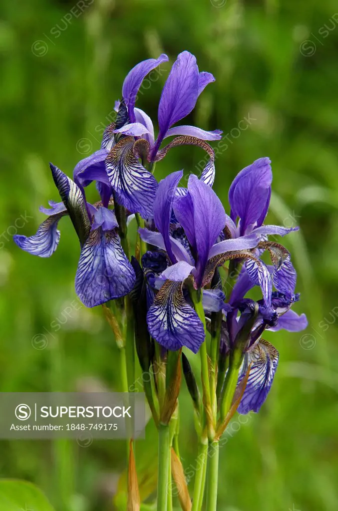 Siberian Iris (Iris sibirica), Woergl, Tyrol, Austria, Europe