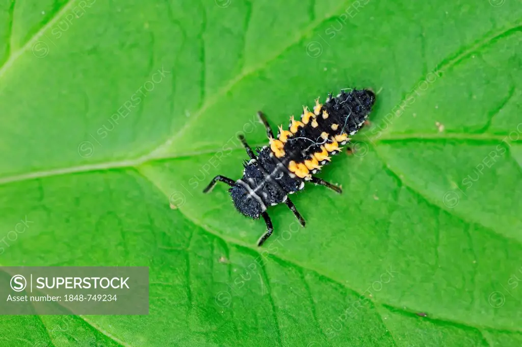 Asian Lady Beetle (Harmonia axyridis), larva, North Rhine-Westphalia, Germany, Europe