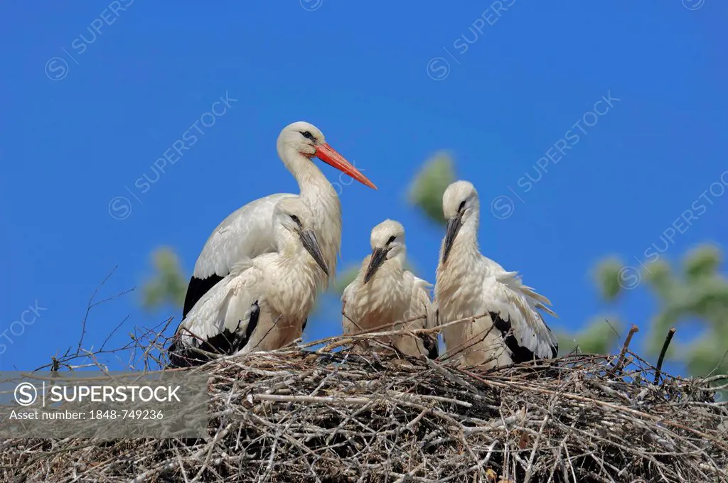 White Stork (Ciconia ciconia) with young birds in the nest, North Rhine-Westphalia, Germany, Europe