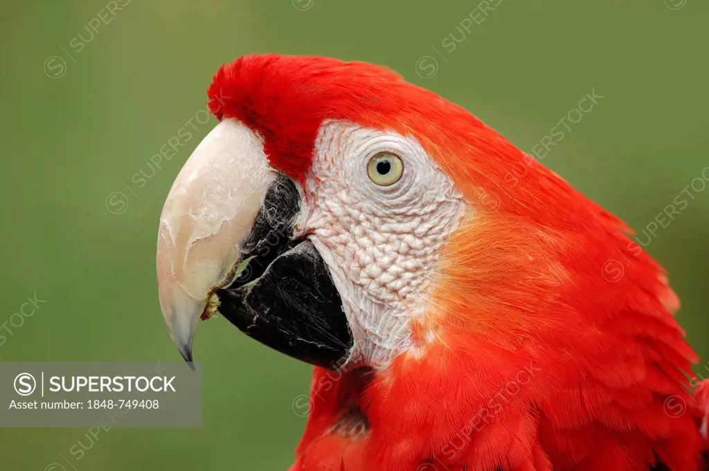 Scarlet Macaw (Ara macao), portrait, native to South America, in captivity, Bergkamen, North Rhine-Westphalia, Germany, Europe