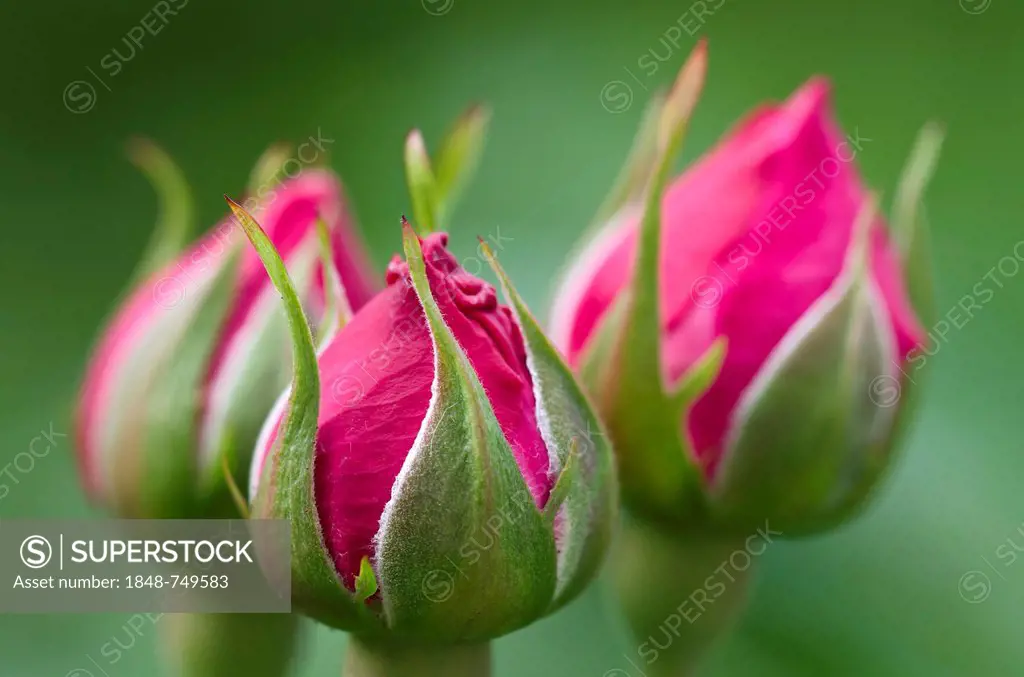 English fragrant rose (Rosa), Schwaz, Tyrol, Austria, Europe