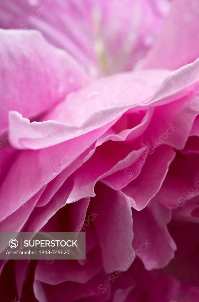 English fragrant rose (Rosa), Schwaz, Tyrol, Austria, Europe