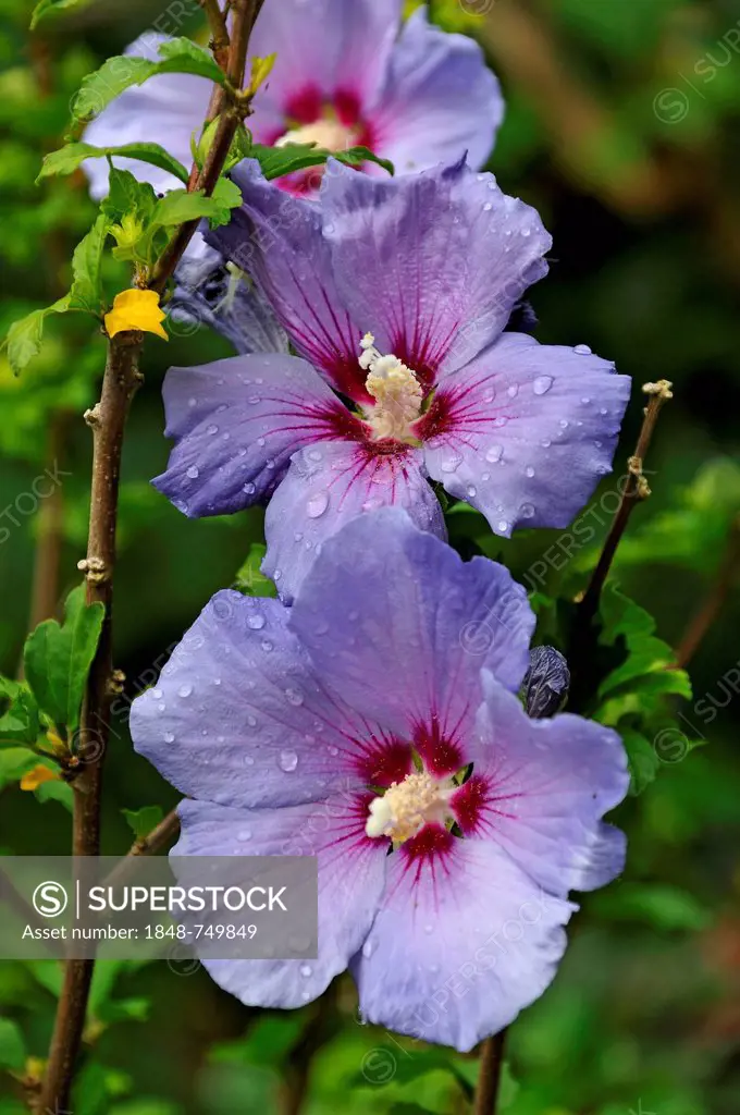 Hibiscus (Hibiscus) covered with drops of water, Eckental, Middle Franconia, Bavaria, Germany, Europe