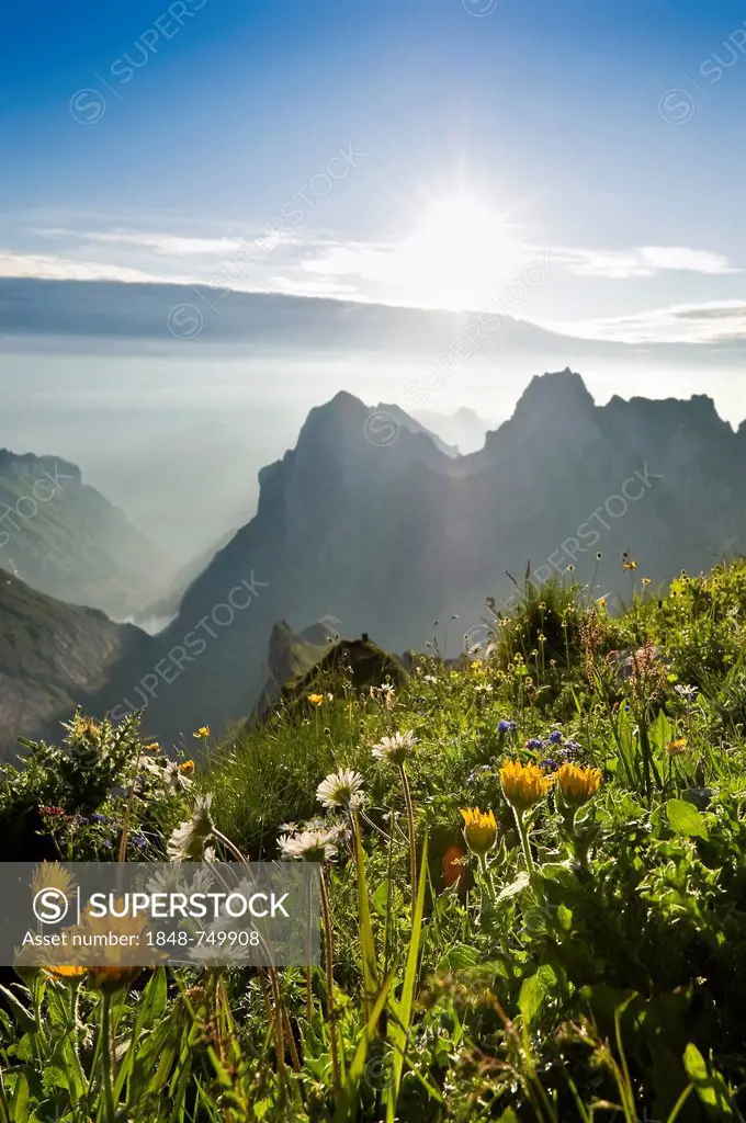 Flower meadow at sunrise, Rotsteinpass, Alpstein massif, Mt Saentis, Appenzell region, Switzerland, Europe