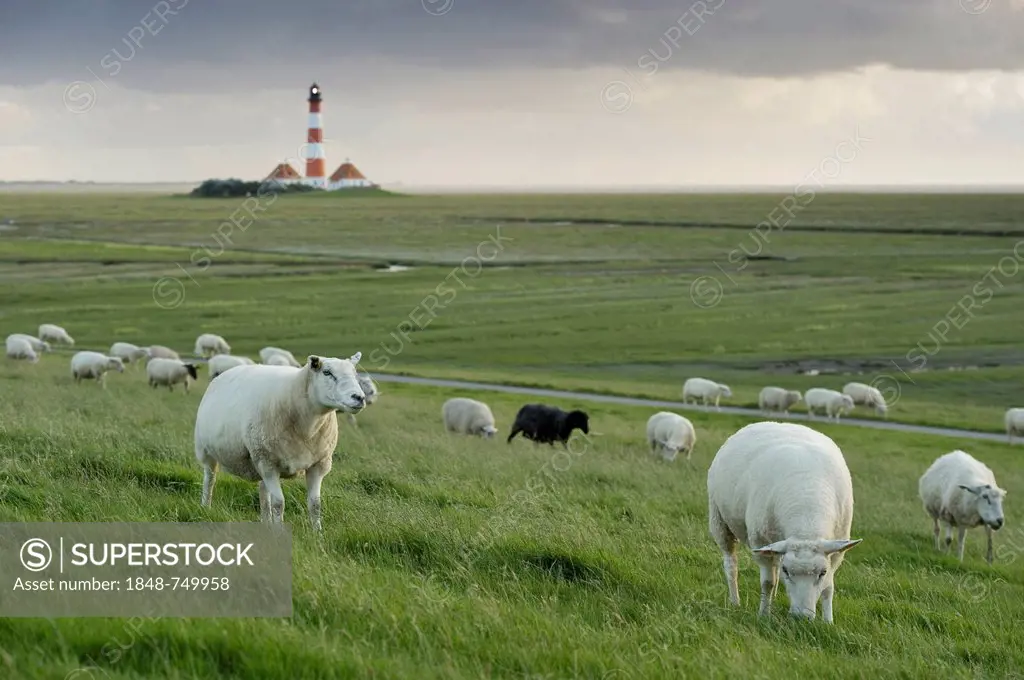 Sheep with the Westerheversand lighthouse at back, Westerhever, Eiderstedt, North Frisia, Schleswig-Holstein, Germany, Europe
