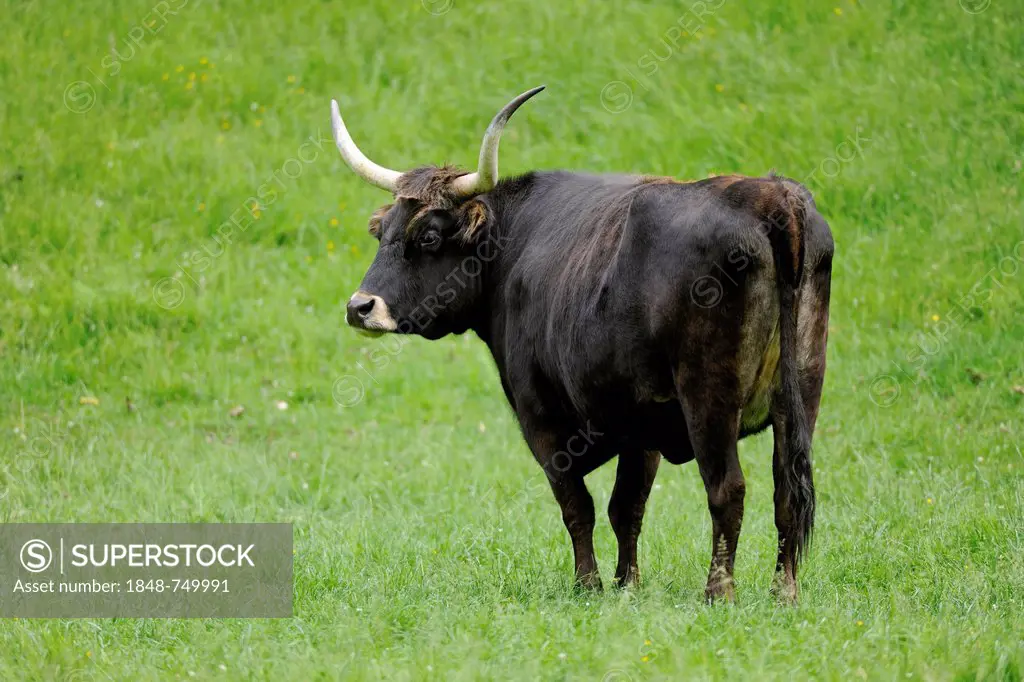 Heck cattle, attempt to breed back to the extinct aurochs or Ur (Bos primigenius), Bavaria, Germany, Europe