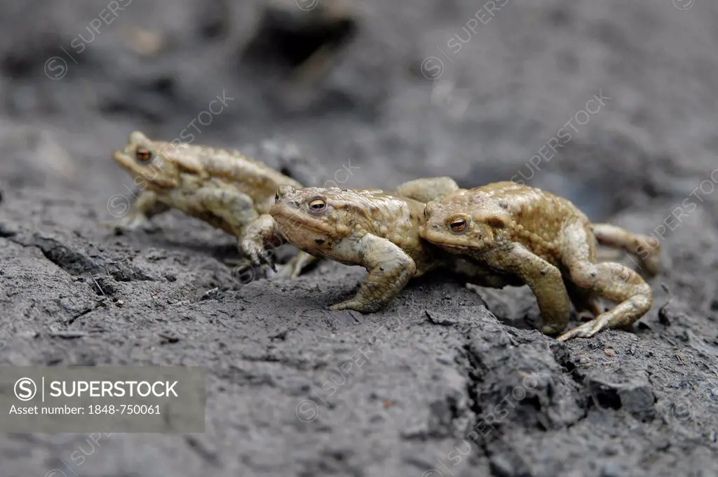 Common Toads (Bufo bufo), toad migration to spawning grounds, Thuringia, Germany, Europe