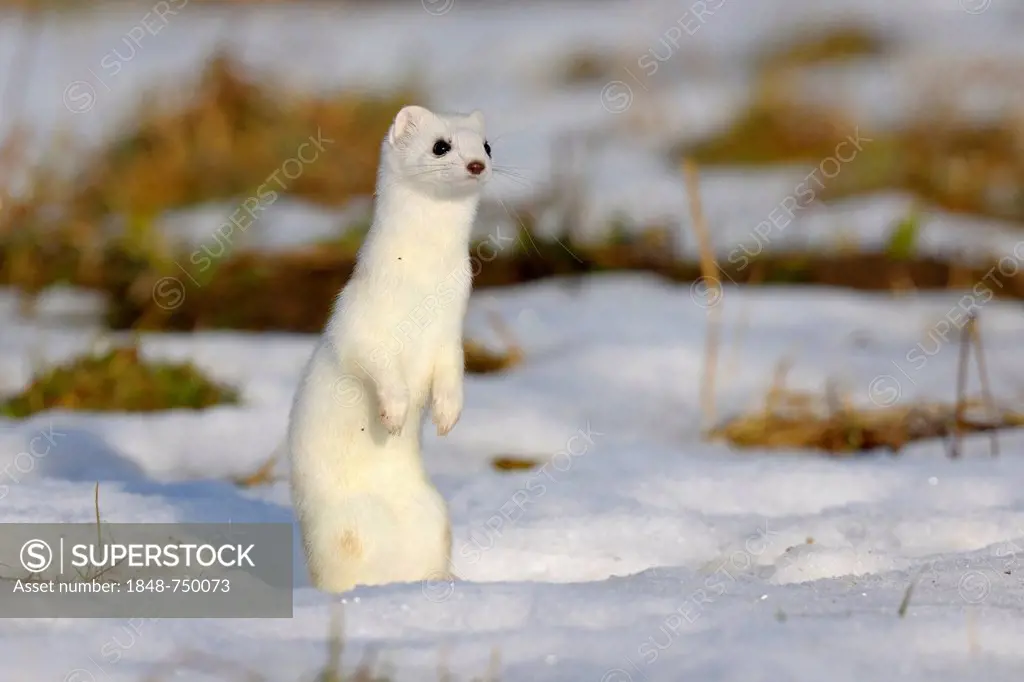 Stoat or Ermine (Mustela erminea) in its winter coat, standing on its hind legs, looking out for safety, biosphere reserve, Swabian Alb, Baden-Wuertte...