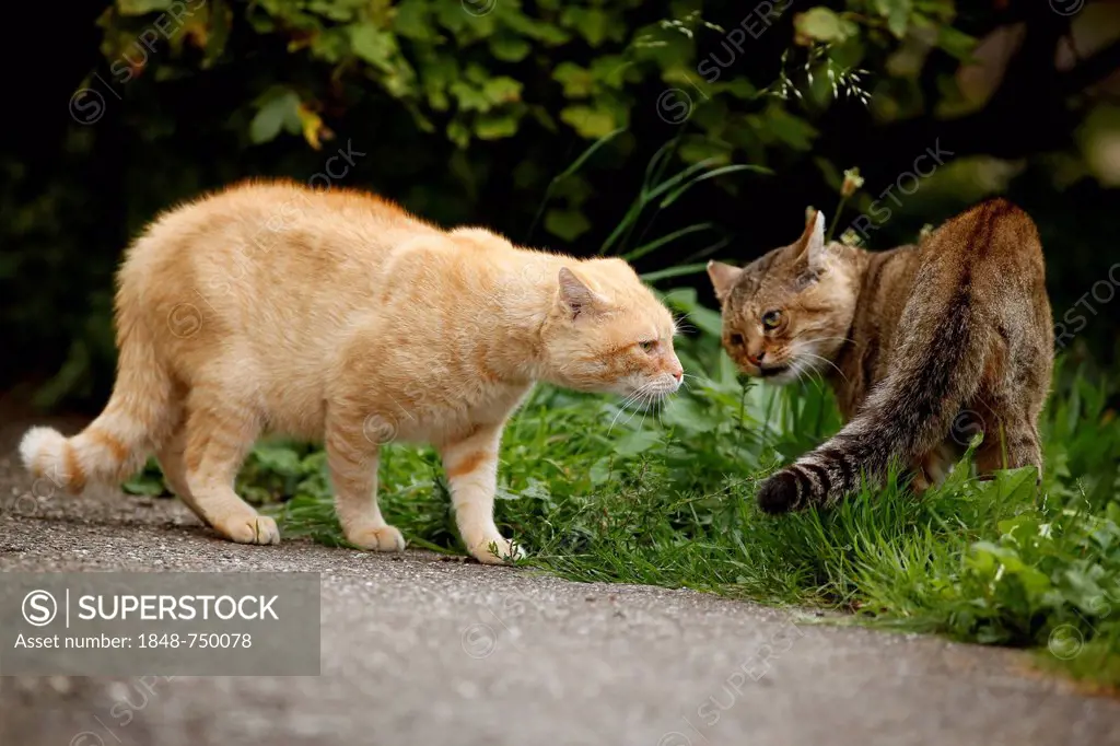 Behavior between rival males, light red tabby cat dominating a gray tabby cat