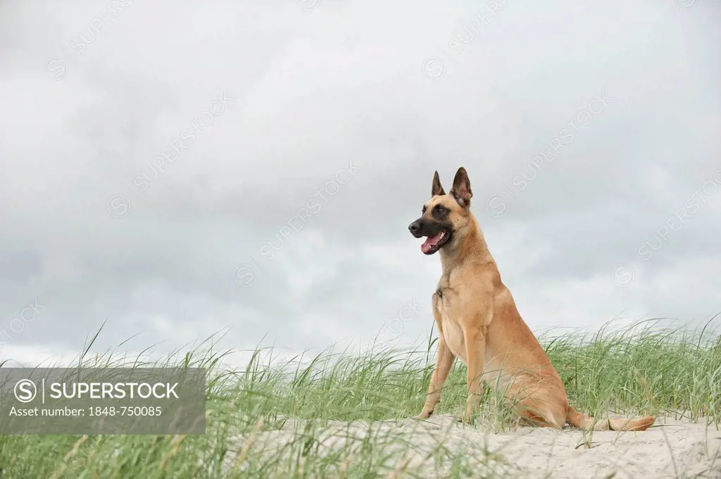 Hollandse Herdershond, Dutch Shepherd sitting on a dune