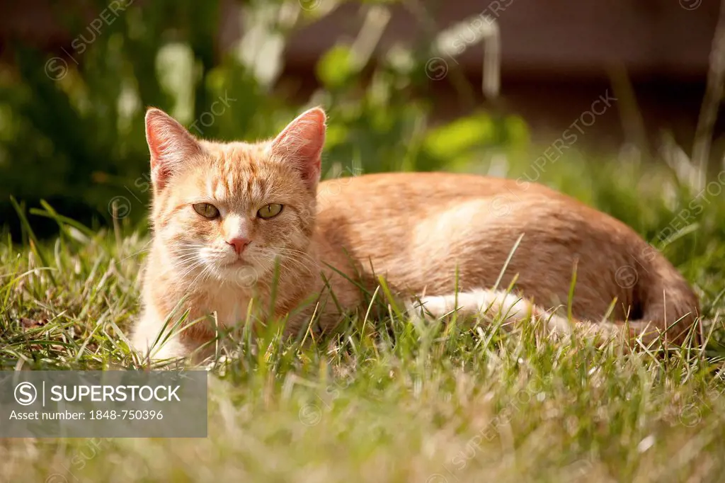Red tabby cat lying on a lawn