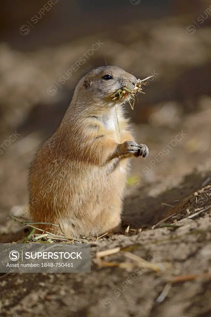 Black-tailed Prairie Dog (Cynomys ludovicianus) eating grass, North America