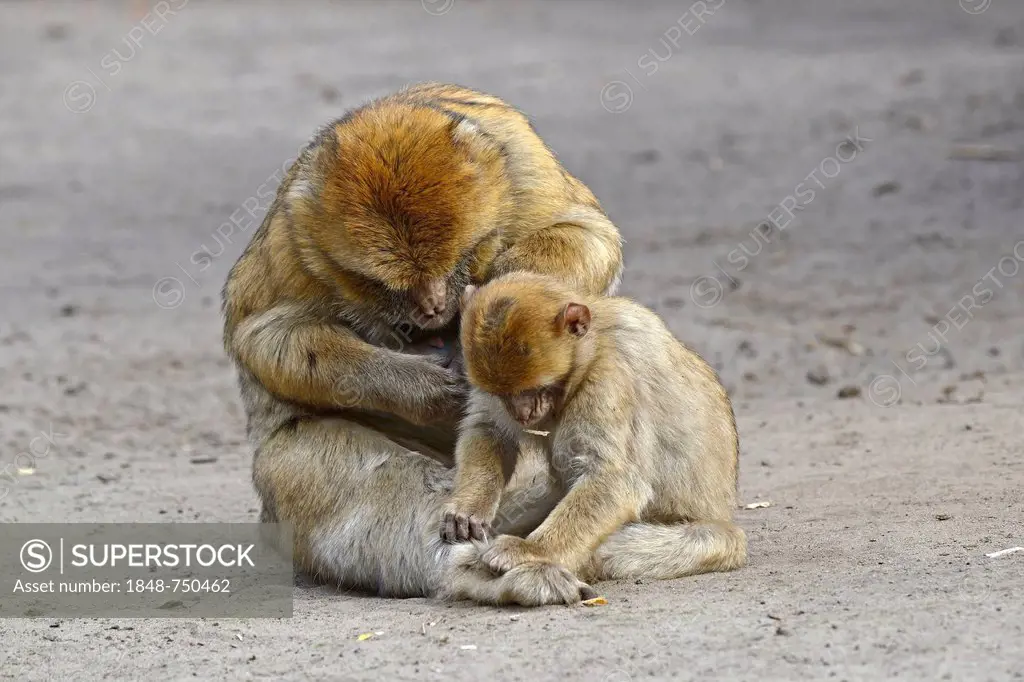 Barbary Macaques (Macaca sylvanus), during mutual delousing, North Africa