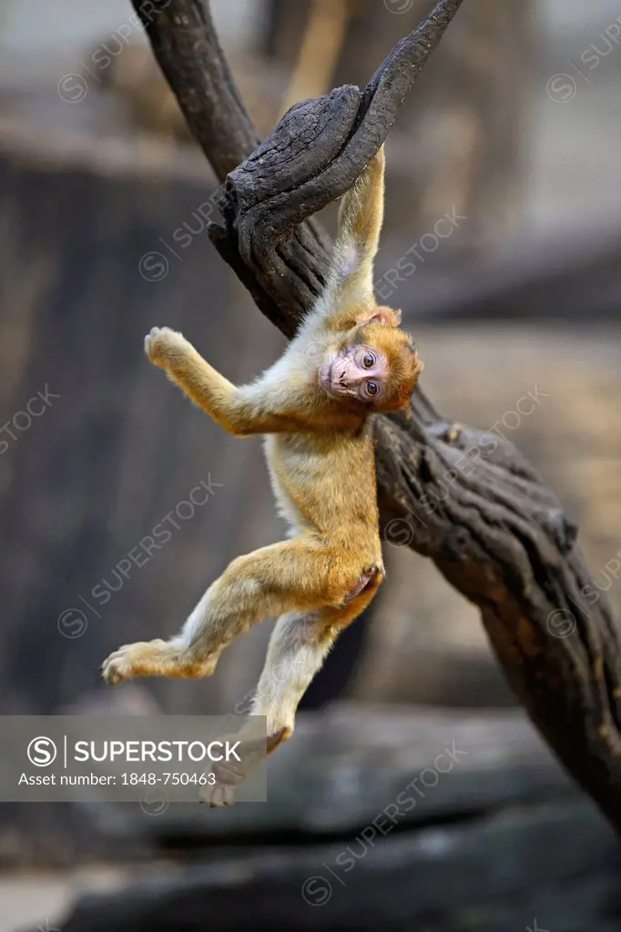Young Barbary Macaque (Macaca sylvanus) playing, North Africa