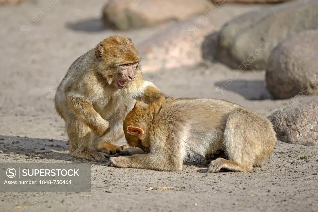 Barbary Macaques (Macaca sylvanus), during mutual delousing, North Africa