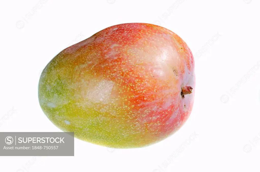 Mango (Mangifera indica), fruit