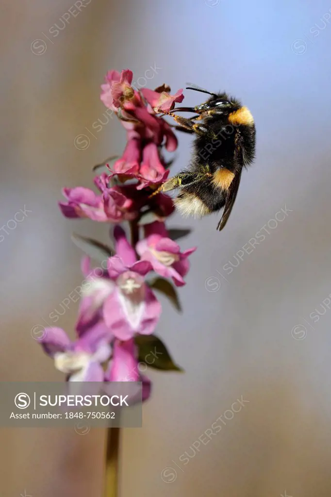 Holewort or Hollow Leek (Corydalis cava) with a Buff-tailed Bumblebee or Large Earth Bumblebee (Bombus terrestris), UNESCO World Natural Heritage Site...