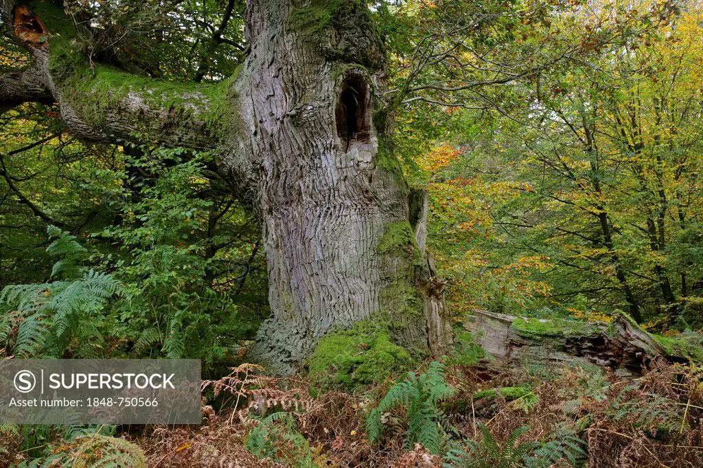 English Oak or Pedunculate Oak (Quercus robur), oak for shelter in an old woodland pasture, Sababurg Primeval Forest, Hesse, Germany, Europe