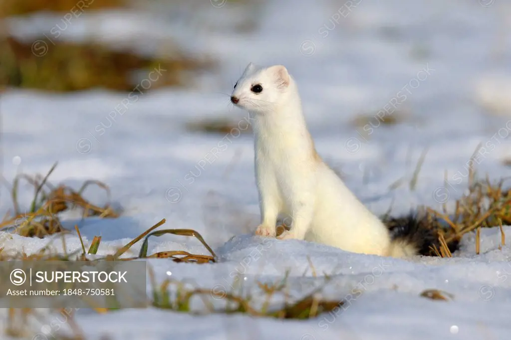 Stoat or Ermine (Mustela erminea) in its winter coat, looking out for safety, biosphere reserve, Swabian Alb, Baden-Wuerttemberg, Germany, Europe