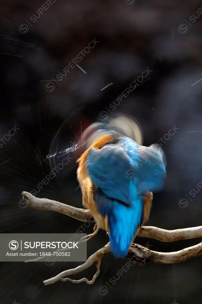 Kingfisher (Alcedo atthis), shaking water from its feathers, biosphere reserve, Swabian Alb, Baden-Wuerttemberg, Germany, Europe