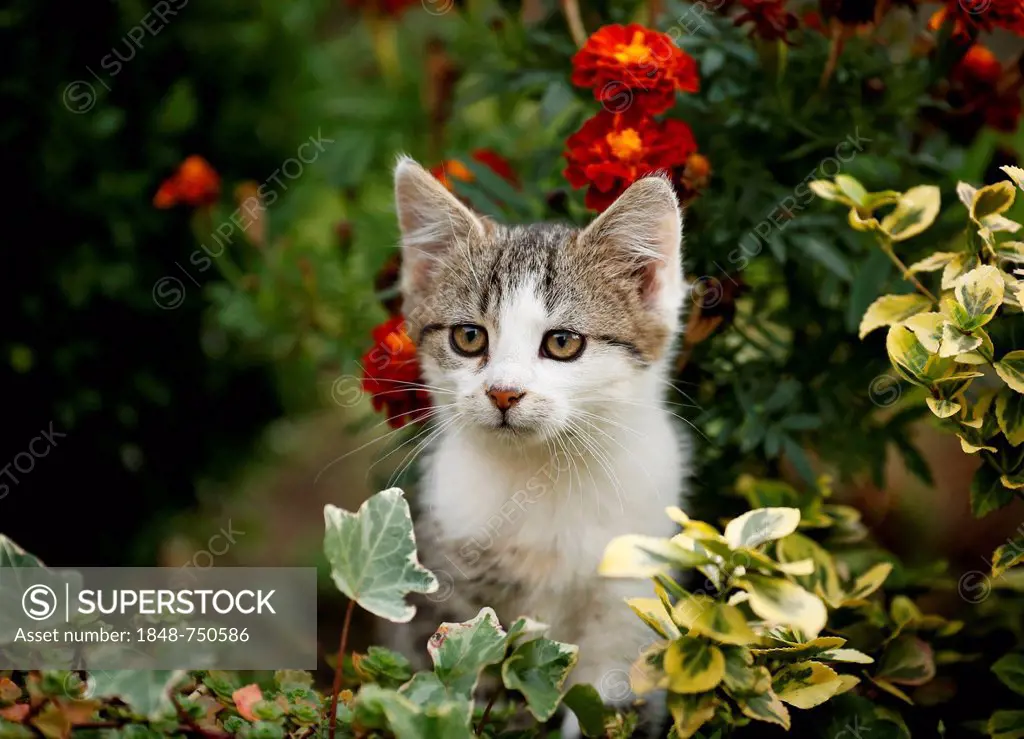 Kitten sitting in a flowerbed, 12 weeks