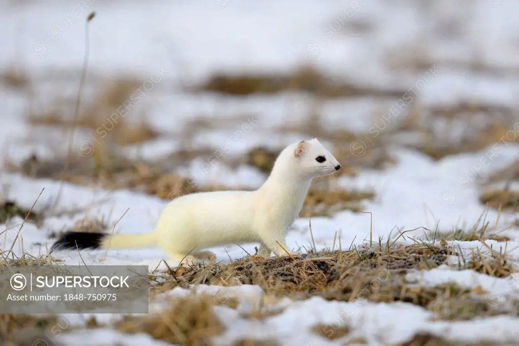Stoat or Ermine (Mustela erminea) in its winter coat, looking out for safety, biosphere reserve, Swabian Alb, Baden-Wuerttemberg, Germany, Europe