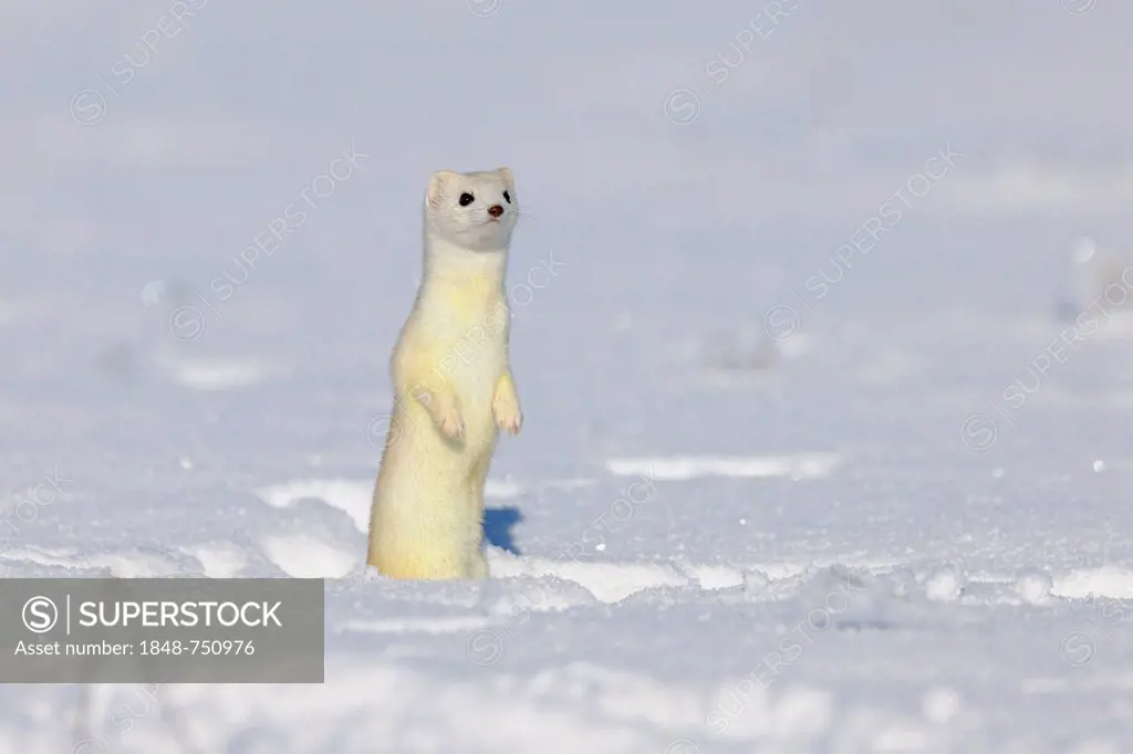 Stoat or Ermine (Mustela erminea) in its winter coat, standing on its hind legs, looking out for safety, biosphere reserve, Swabian Alb, Baden-Wuertte...