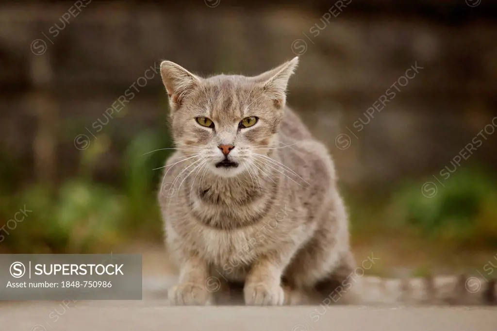 Gray tabby cat crouching on a path