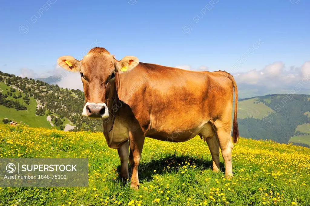 Brown Swiss (Bos taurus) grazing on a mountain pasture, Canton of Appenzell Innerrhoden, Switzerland, Europe