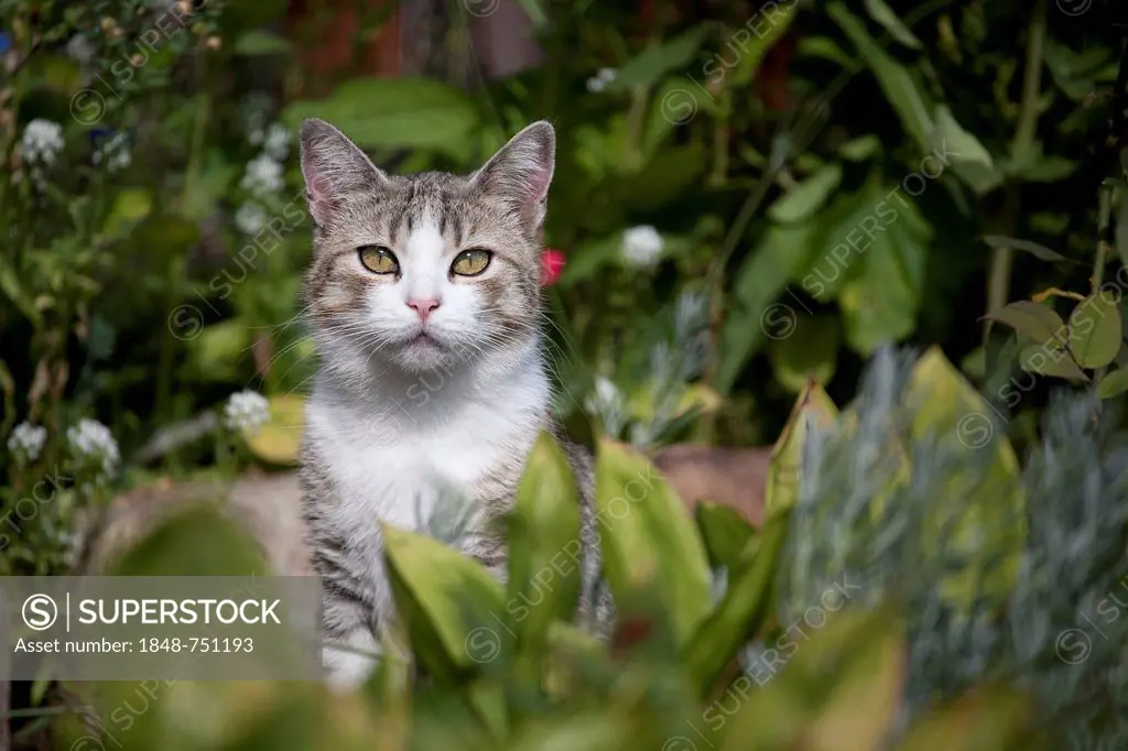 Tabby cat sitting in a garden