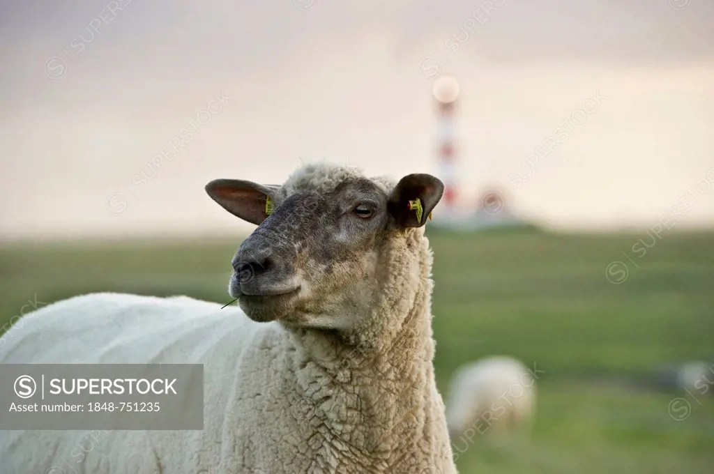 Sheep, Westerheversand lighthouse at back, Westerhever, Eiderstedt, North Frisia, Schleswig-Holstein, Germany, Europe
