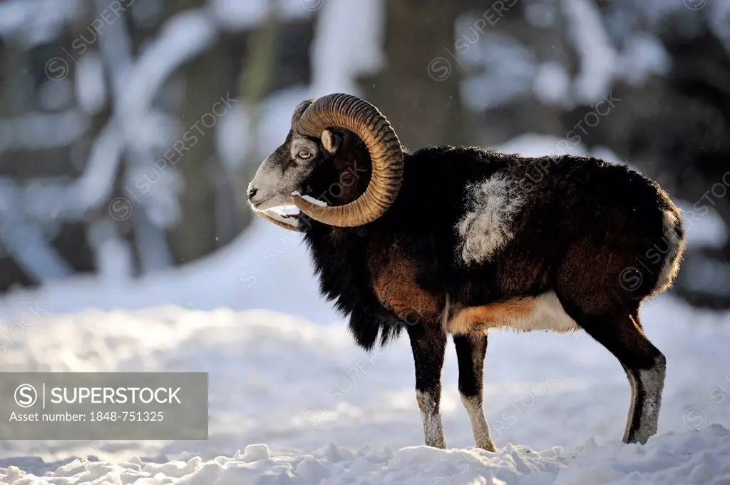 Mouflon (Ovis ammon musimon), buck standing in the snow, state game reserve, Lower Saxony, Germany, Europe