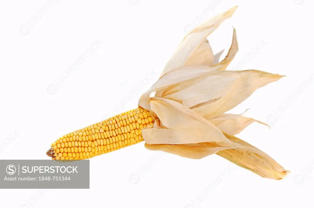 Maize (Zea mays), corn on the cob