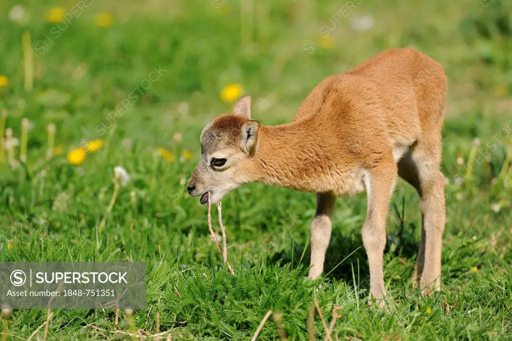 European Mouflon (Ovis ammon musimon), lamb, state game reserve, Lower Saxony, Germany, Europe
