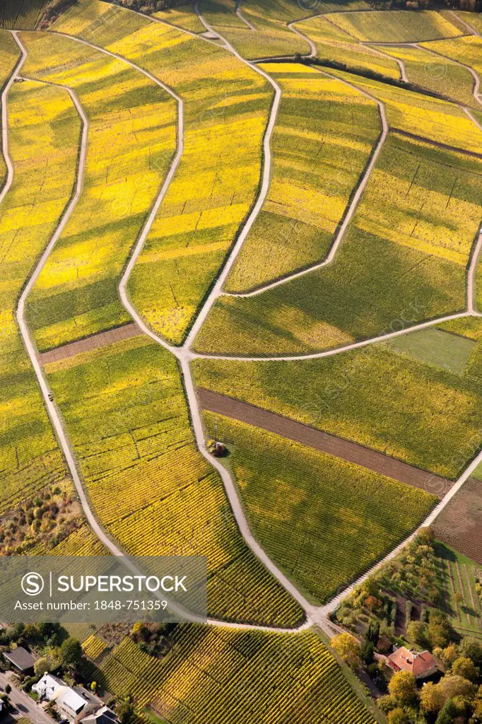 Aerial view, autumnal vineyards in the Moselle valley on the Luxembourg side, Wellenstein, Luxembourg, Europe