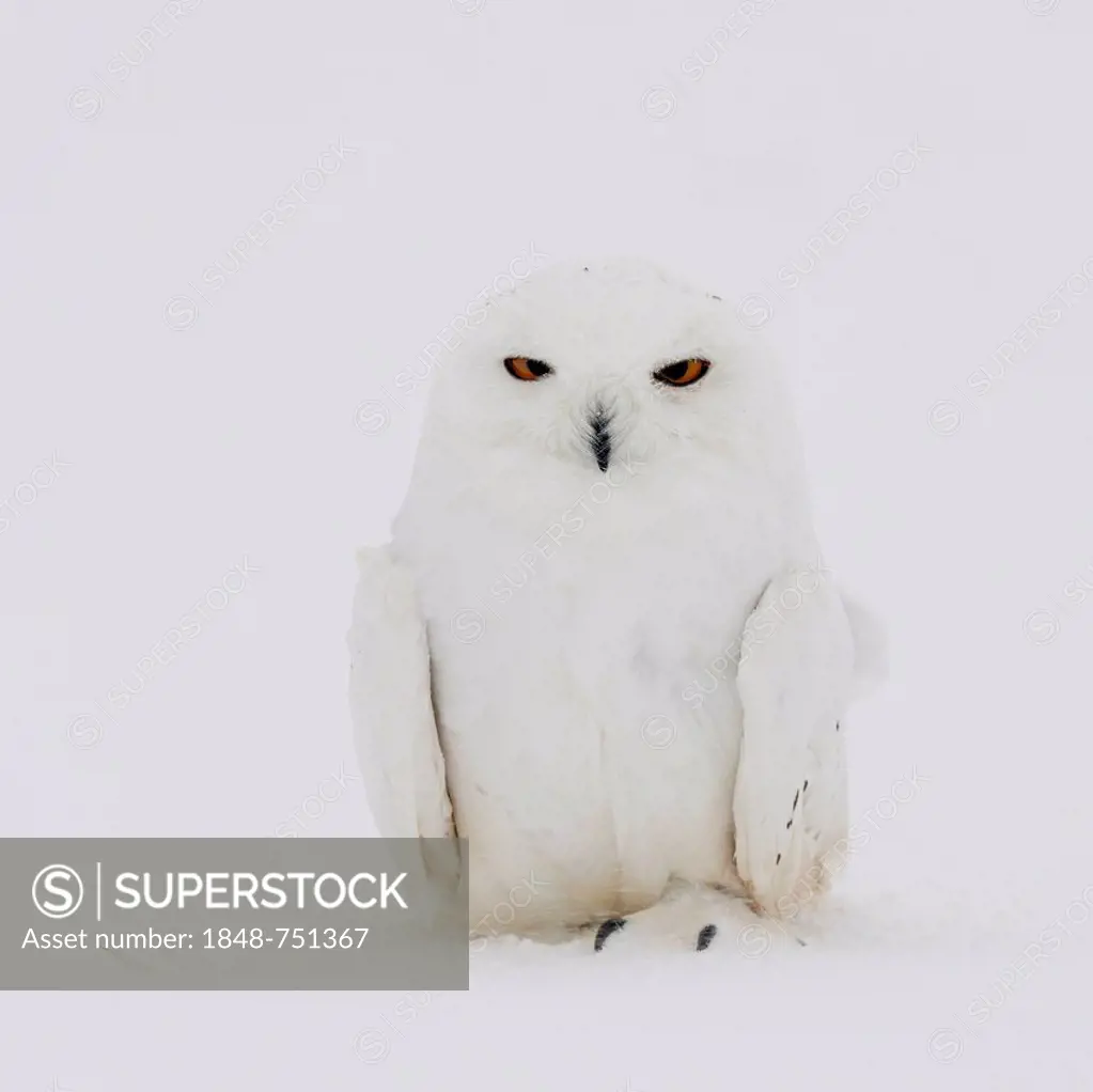 Snowy Owl (Bubo scandiacus), male in a snowstorm, Finnish Lapland, Finland, Scandinavia, Europe