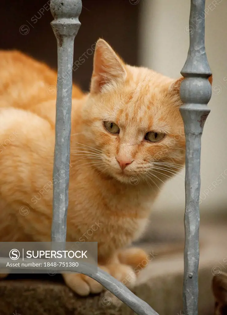 Red tabby cat sitting at the railing of the stairs