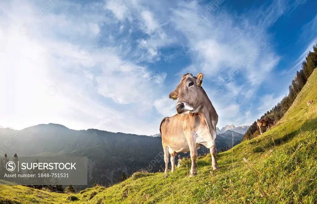 Cow without horns, Brown Swiss cattle, Walchsee, Tyrol, Austria, Europe