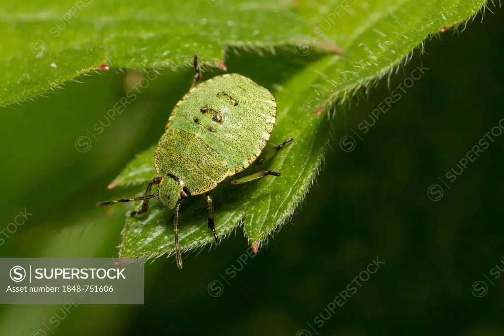 Common green shieldbug (Palomena prasina), 3rd instar nymph, on leaf, South Wales, United Kingdom, Europe