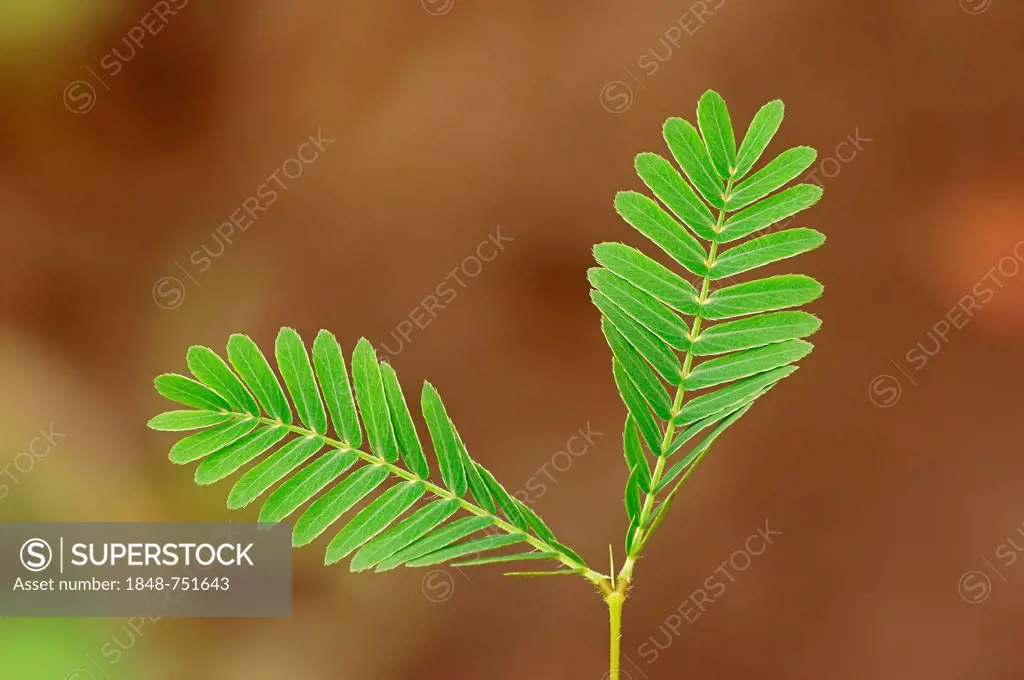 Mimosa, Sensitive Plant or Touch-me-not (Mimosa pudica), leaves, native to South America, ornamental plant