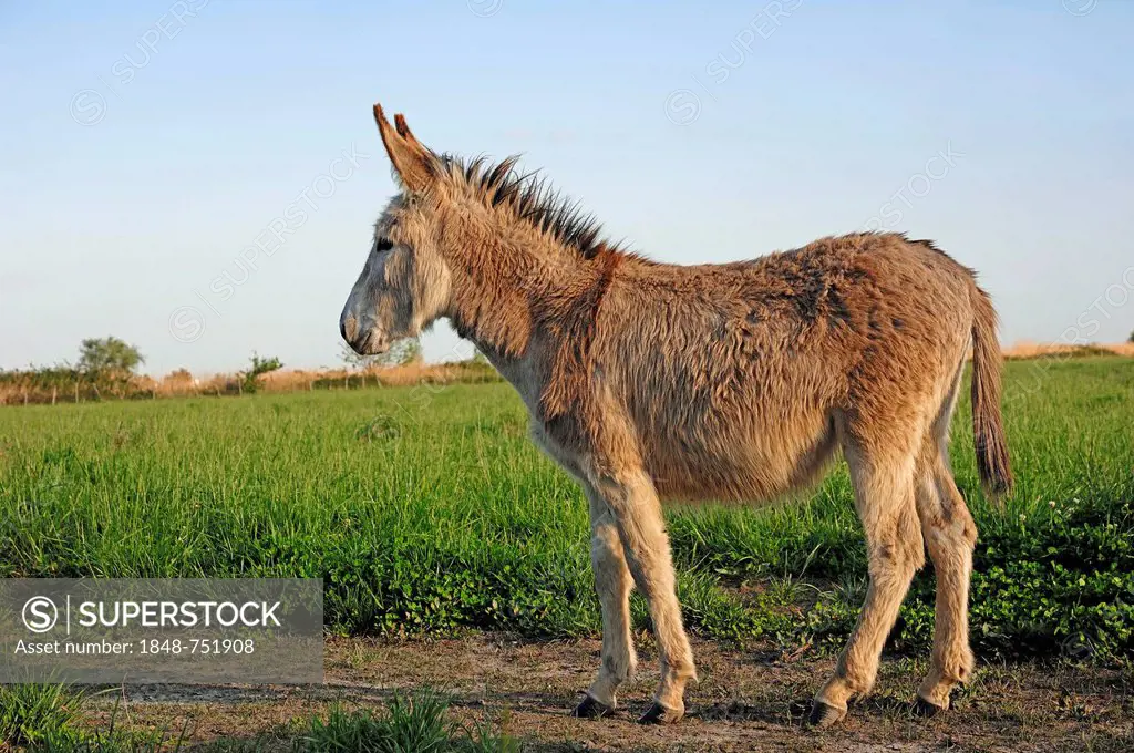 Donkey (Equus asinus), Provence, Southern France, France, Europe