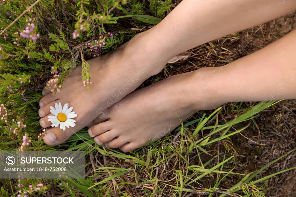 Young woman with a daisy (Leucanthemum vulgare) between her toes on a heather carpet