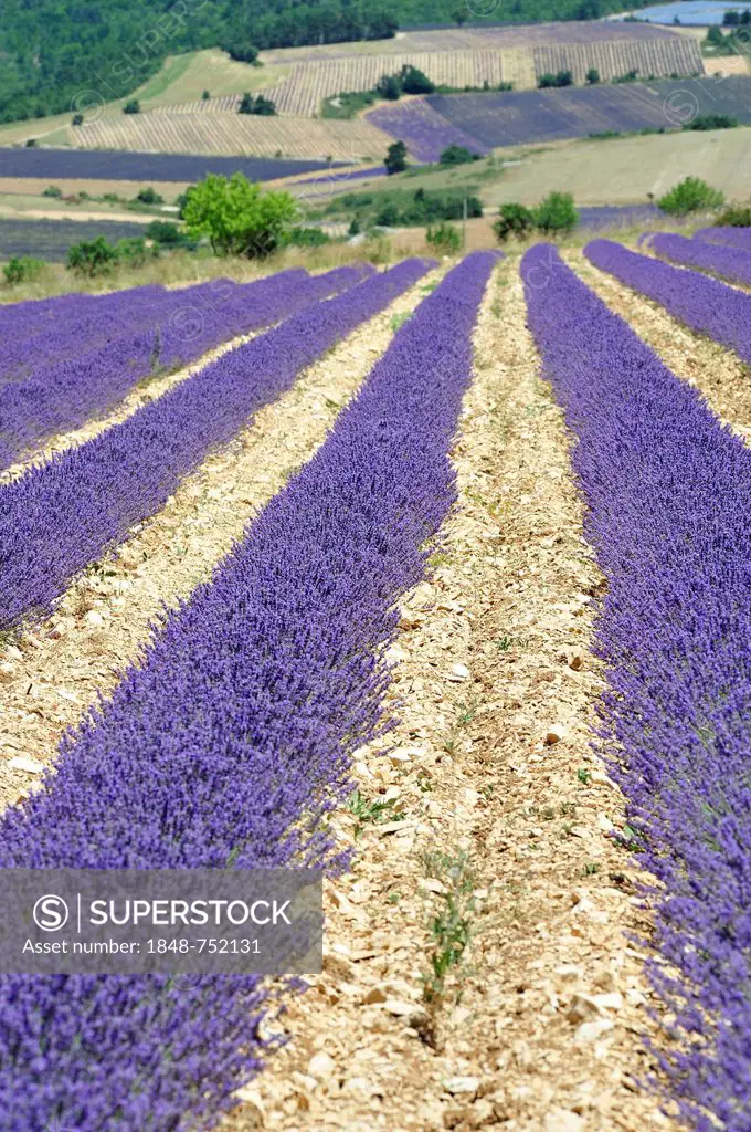 Lavender field, Sault, Provence, France, Europe