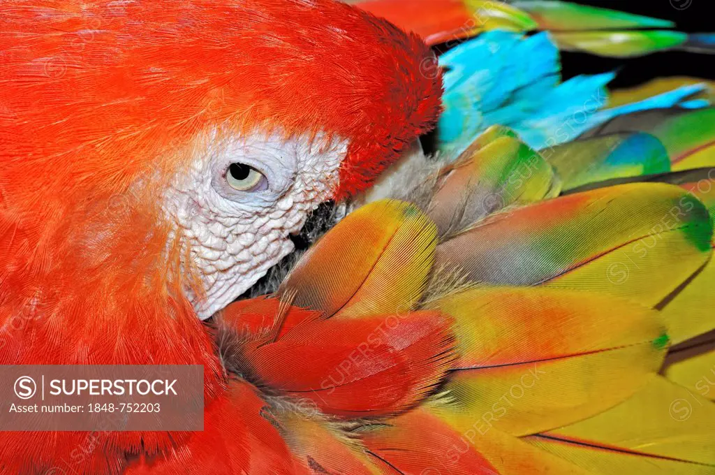 Scarlet Macaw (Ara macao), native to South America, in captivity, Netherlands, Europe