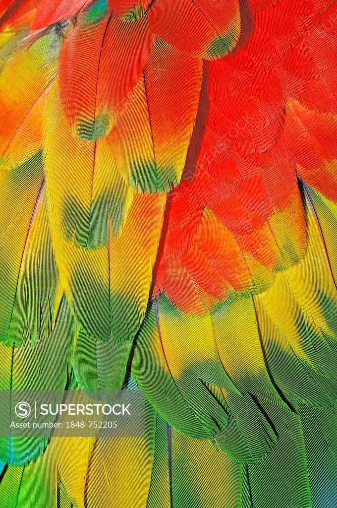 Harlequin Macaw (Ara macao x Ara chloroptera), a hybrid between a Scarlet Macaw and a Green-winged Macaw, plumage detail, native to South America, in ...
