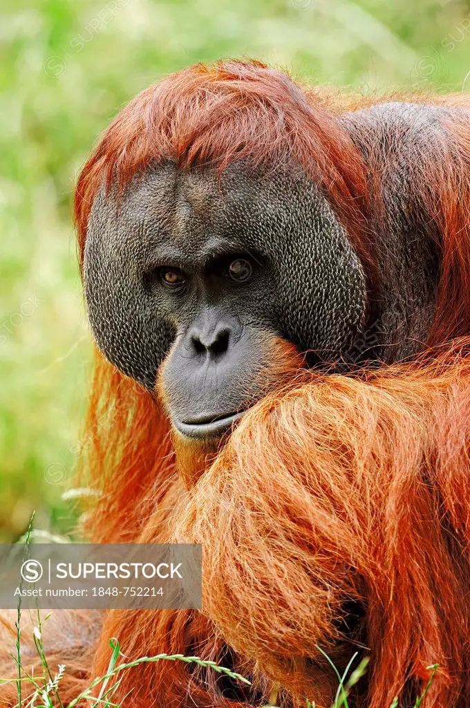 Sumatran Orangutan (Pongo pygmaeus abelii, Pongo abelii), male, native to Sumatra, Asia, in captivity, Germany, Europe
