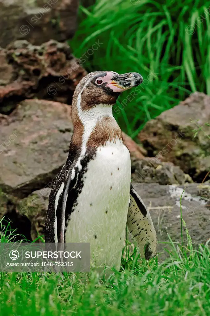 Humboldt Penguin or Peruvian Penguin (Spheniscus humboldti), native to South America, in captivity, Germany, Europe