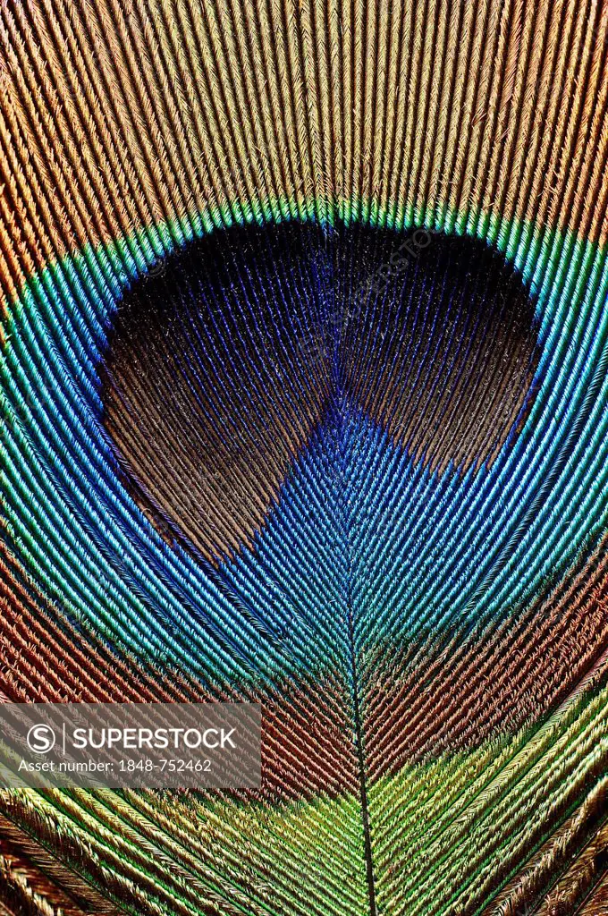 Indian Peafowl (Pavo cristatus), detail of a tail feather from the male, North Rhine-Westphalia, Germany, Europe