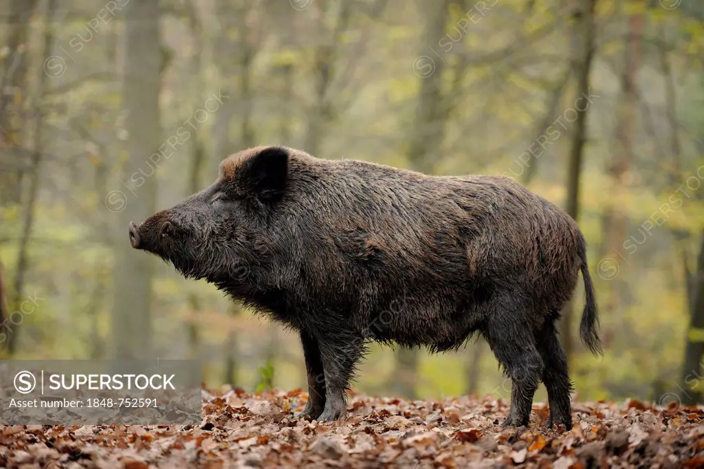Wild boar (Sus scrofa), adult male, Bavarian Forest National Park, Bavaria, Germany, Europe, PublicGround